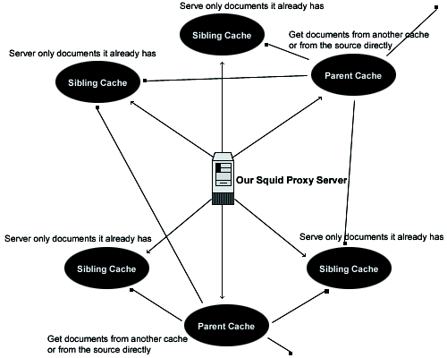 Squid-Hierarchy